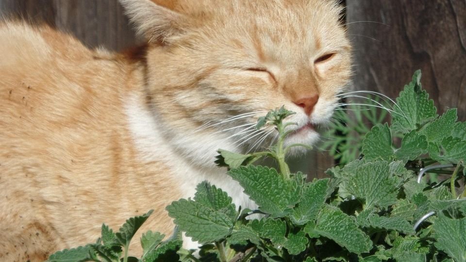 Think You Know Catnip? The Surprising Truth Behind Its Power