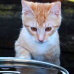 Cats Don't Hate Water: You've Just Been Doing It Wrong