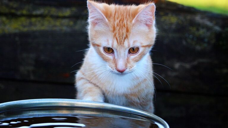 Cats Don't Hate Water: You've Just Been Doing It Wrong