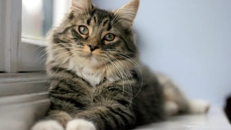 10 Simple Tricks to Make Your Senior Cat More Comfortable