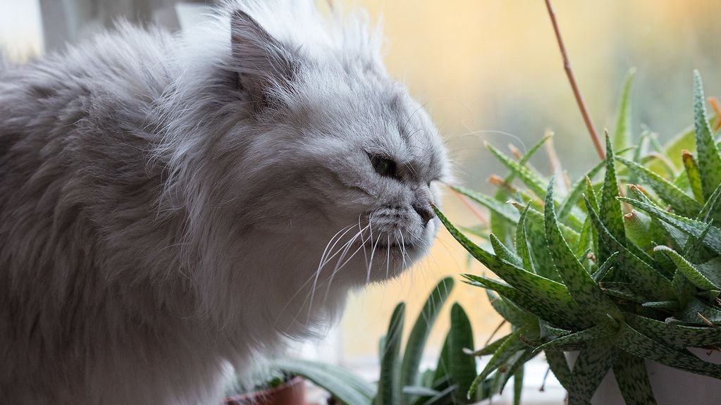 6 Household Plants That Are Deadly To Your Beloved Cat