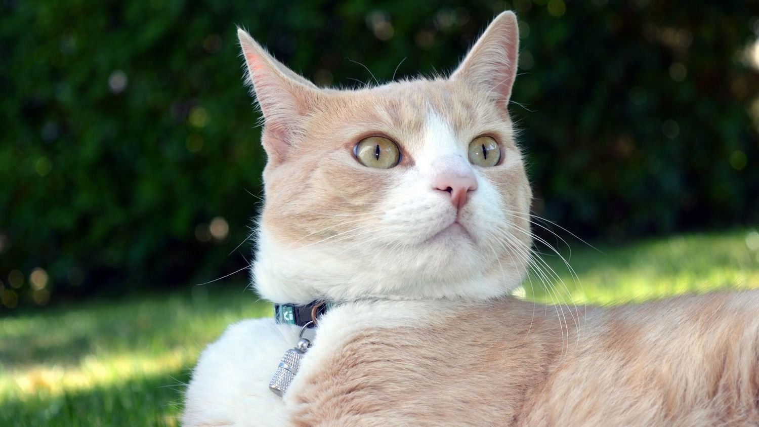 10 Surprising Sounds That Make Your Cat's Ears Perk Up (and Why)