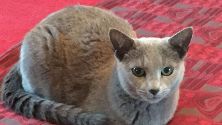 10 Ways Your Cat Uses Their Tail to Tell You Exactly How They Feel