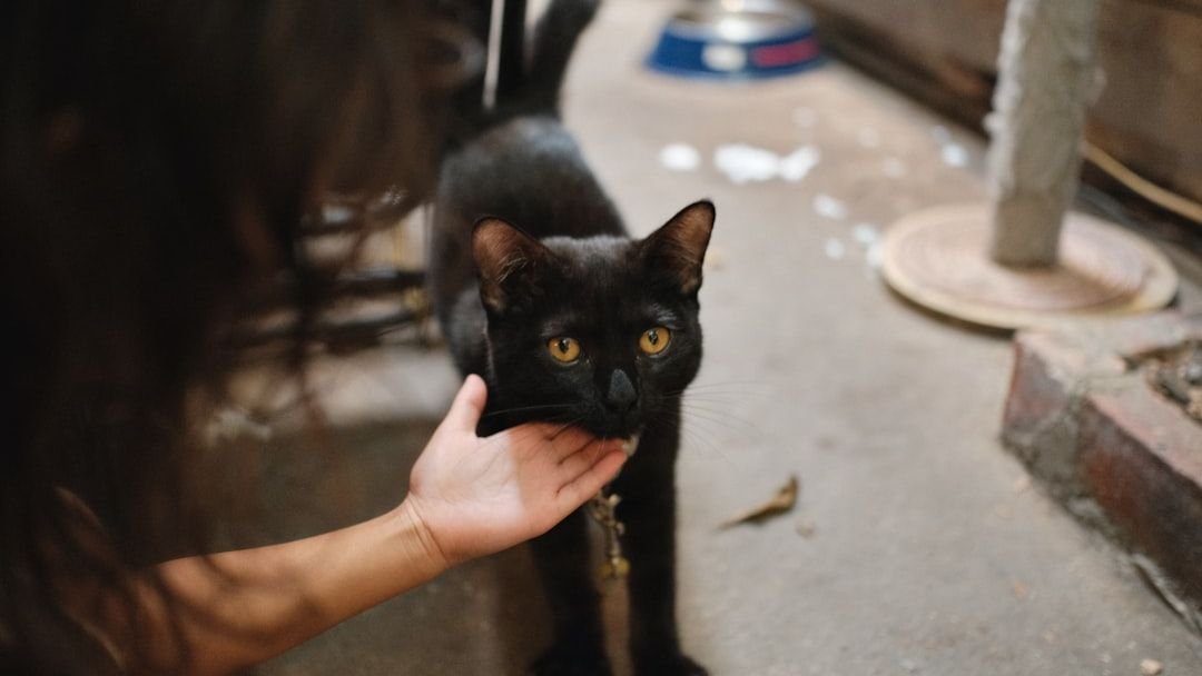 The Way Your Cat Approaches You Speaks Volumes About Their Trust