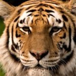 72 Tigers Killed in Devastating Virus Outbreak at Thailand's Tourist Parks