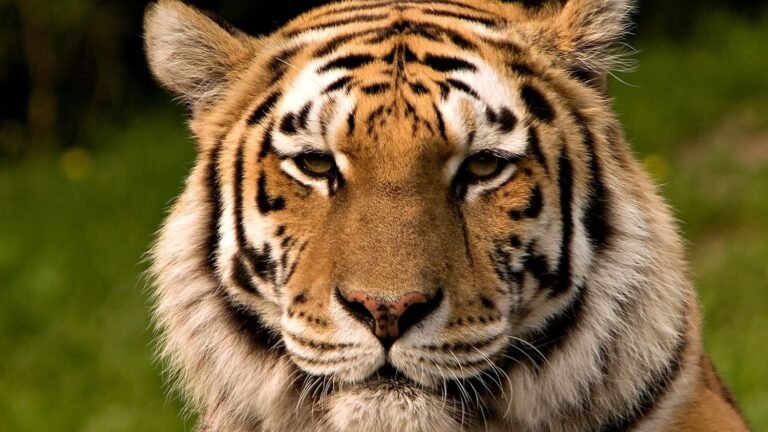 72 Tigers Killed in Devastating Virus Outbreak at Thailand's Tourist Parks