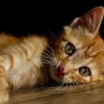 Forget 'Just a Pet': Your Cat Is a Sophisticated Household Companion