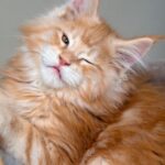 12 Mysterious Cat Habits Finally Explained: What Your Feline Friend Is Really Doing