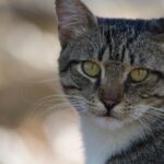 Cats Don't Just Tolerate Change; They Often Adapt in Fascinating Ways