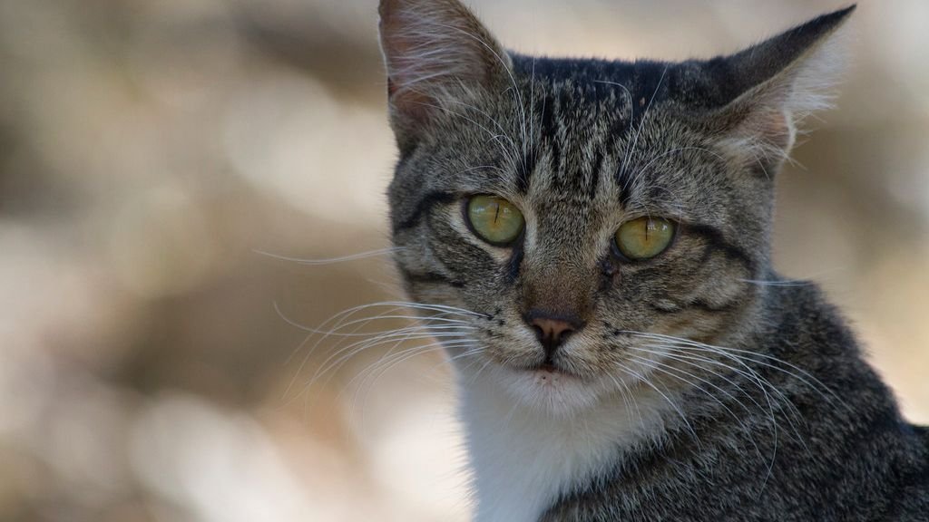 Cats Don't Just Tolerate Change; They Often Adapt in Fascinating Ways