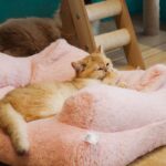 12 Little Luxuries That Make Your Cat Feel Like Royalty (You're Probably Missing Some!)