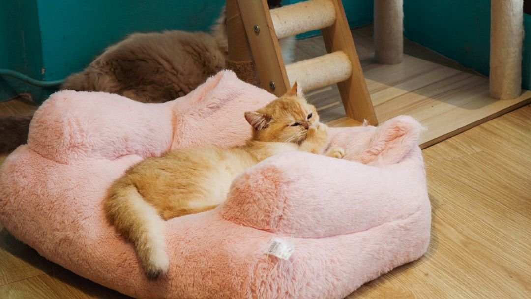 12 Little Luxuries That Make Your Cat Feel Like Royalty (You're Probably Missing Some!)