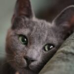 The Quietest Cats Often Have the Loudest Personalities