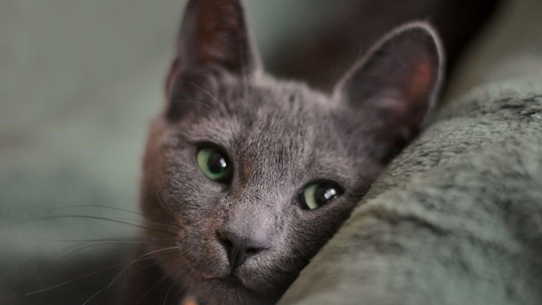 The Quietest Cats Often Have the Loudest Personalities