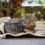 7 Common Misconceptions About Cat Health That Could Be Harming Your Pet