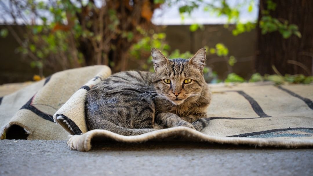 7 Common Misconceptions About Cat Health That Could Be Harming Your Pet
