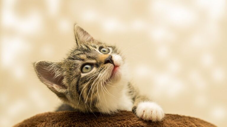 11 Simple Ways to Tell If Your Cat Is Truly Happy and Content (Beyond Just Purring)