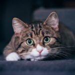 Your Cat's Staring Contest Isn't Aggression, It's an Ancient Ritual