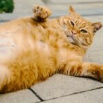 9 Common Cat Behaviors That Are Often Misunderstood (and What They Really Mean)