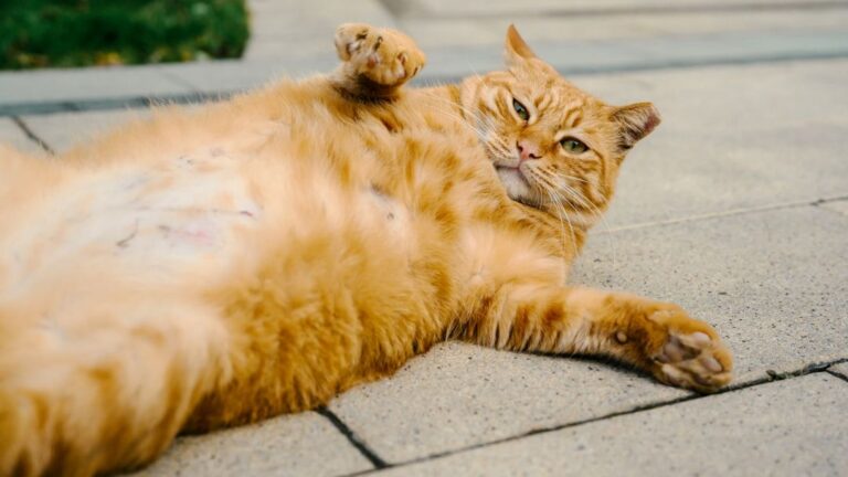 9 Common Cat Behaviors That Are Often Misunderstood (and What They Really Mean)