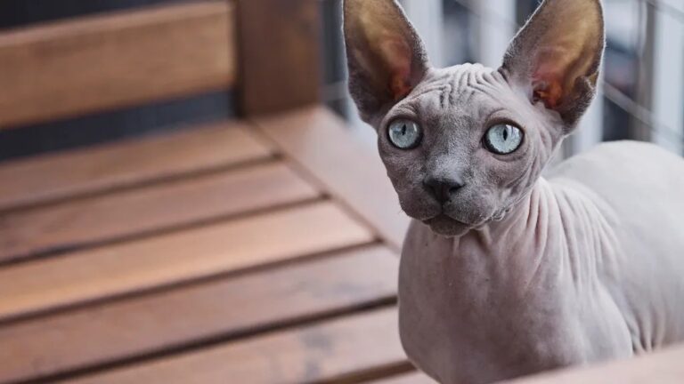 8 Cat Breeds Known for Their Unique Quirks and Affectionate Natures