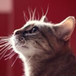 Your Cat's Whisker Twitches Are a Sophisticated Communication System