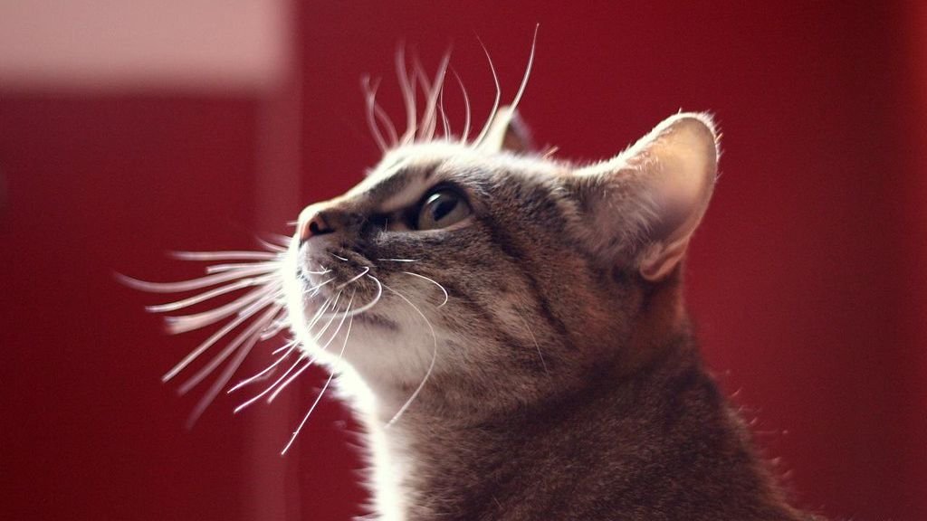 Your Cat's Whisker Twitches Are a Sophisticated Communication System