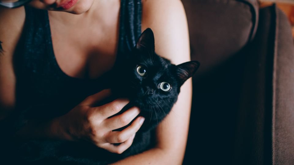 7 Remarkable Things Your Cat Learns From You (and How They Show It)