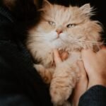 Stop Believing These 5 Myths About Your Cat's Independent Nature