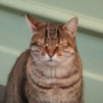 A Slow Blink From Your Cat Means More Than a Thousand Words of Love