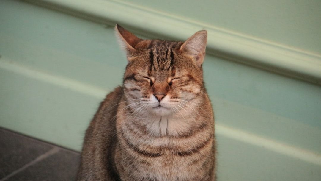 A Slow Blink From Your Cat Means More Than a Thousand Words of Love