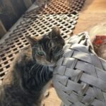 The Gentle Headbutt: Your Cat's Ultimate Sign of Trust and Affection