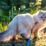 Forget What You Think You Know: Your Cat's Tail Is a Mood Ring, Not Just a Balance Tool