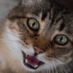 That Annoying Midnight Meow Isn't Just Demanding Food; It's a Complex Conversation