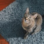 Cats Possess an Intuitive Sixth Sense You Can't Explain