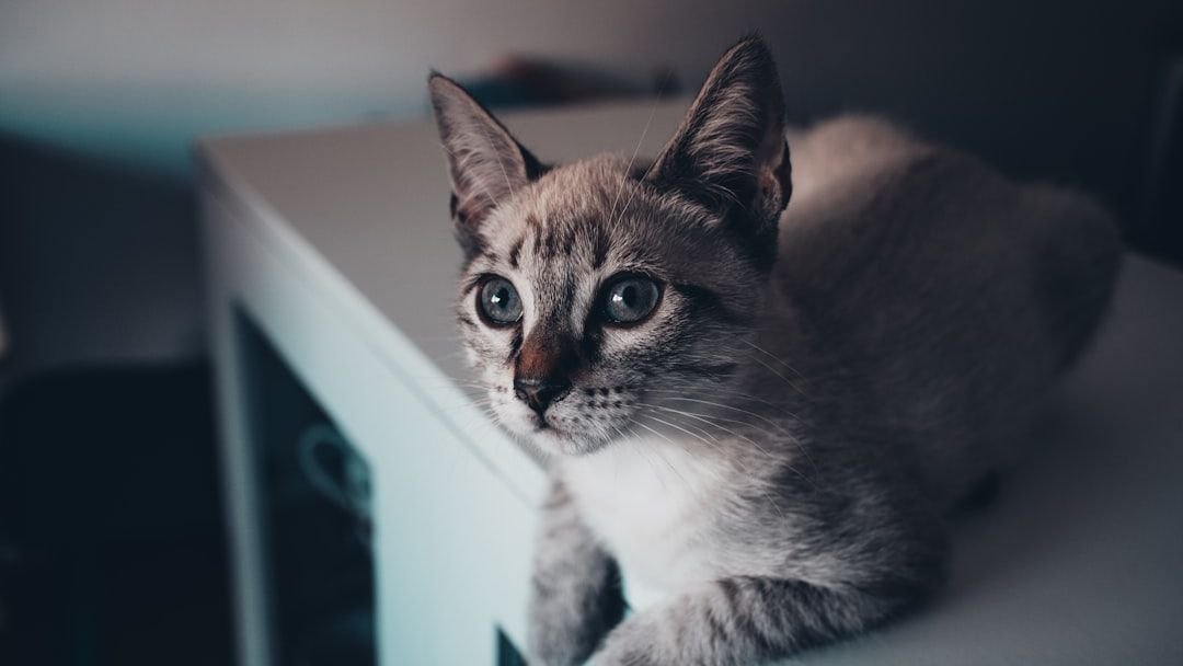 8 Surprising Ways Your Cat Secretly Guards Your Home