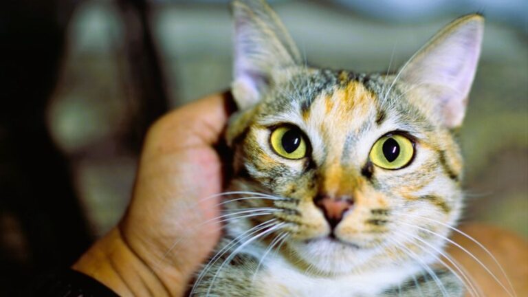 What Secret Signals Does Your Cat Send When You're Stressed?