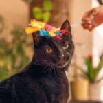 What Does It Mean When Your Cat Ignores a Brand New Toy?