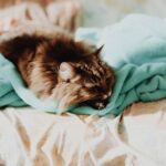 Why Does Your Cat Always Choose Your Laundry for a Nap?