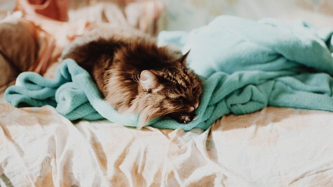 Why Does Your Cat Always Choose Your Laundry for a Nap?