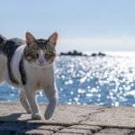 Your Cat's Tail Isn't Just for Balance; It's a Silent Storyteller