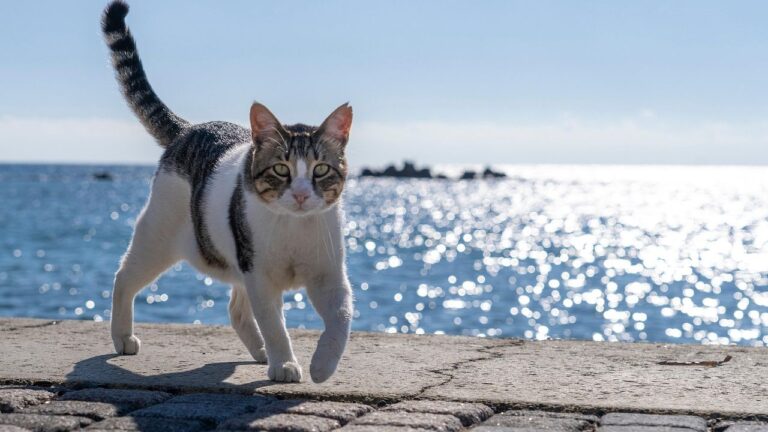 Your Cat's Tail Isn't Just for Balance; It's a Silent Storyteller