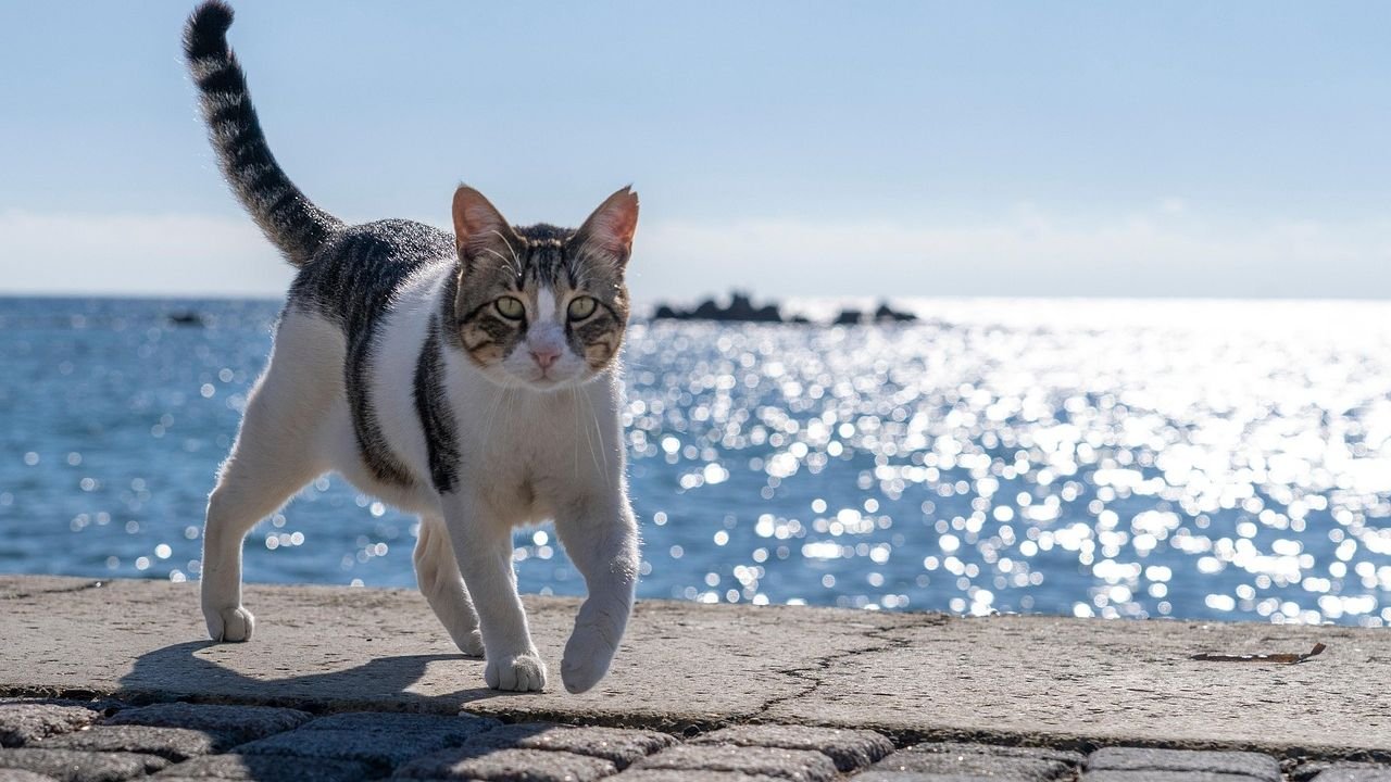 Your Cat's Tail Isn't Just for Balance; It's a Silent Storyteller