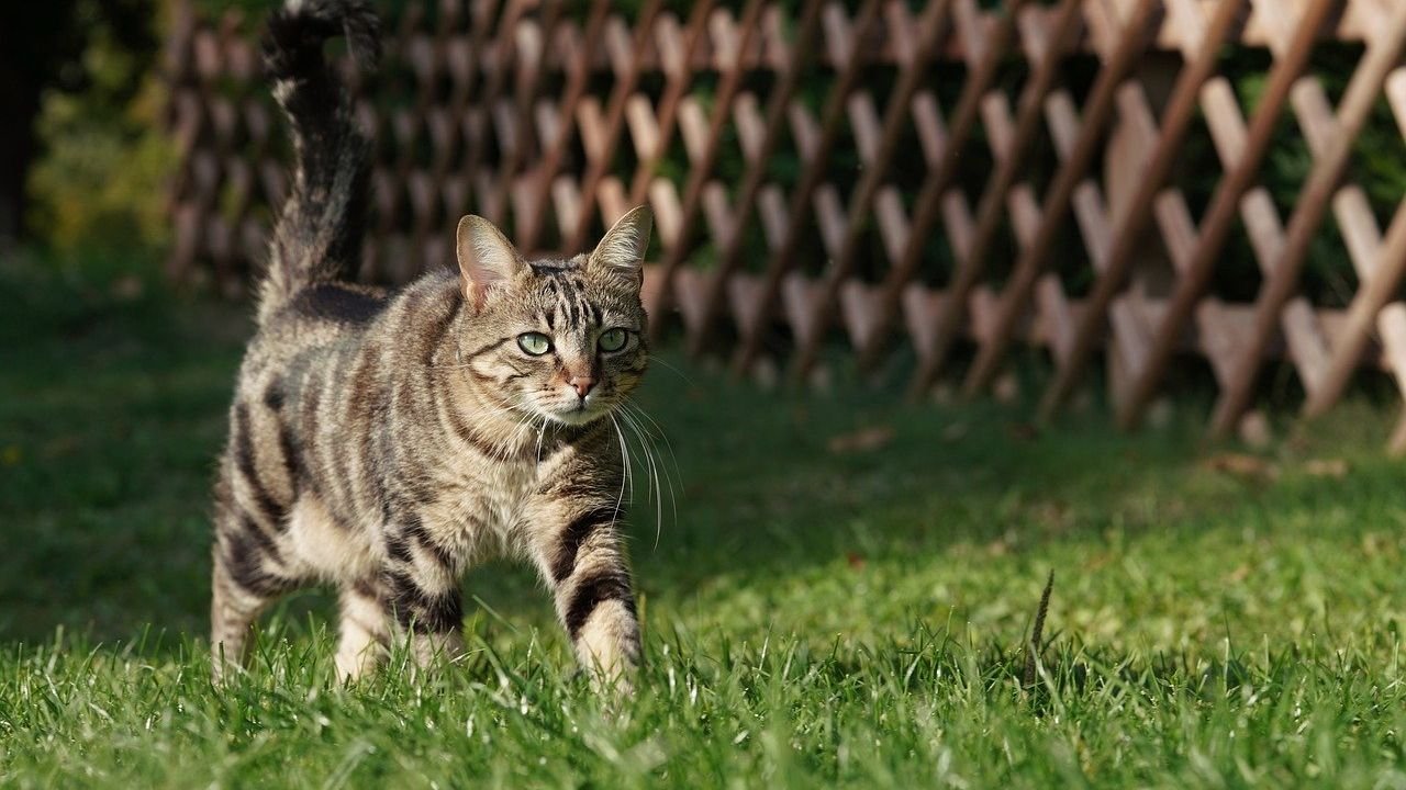 What Secret Message Is Your Cat Trying to Send With Their Tail Position?