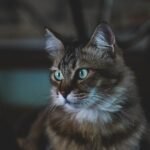 That 'Aloof' Stare Is Actually Your Cat Deeply Contemplating