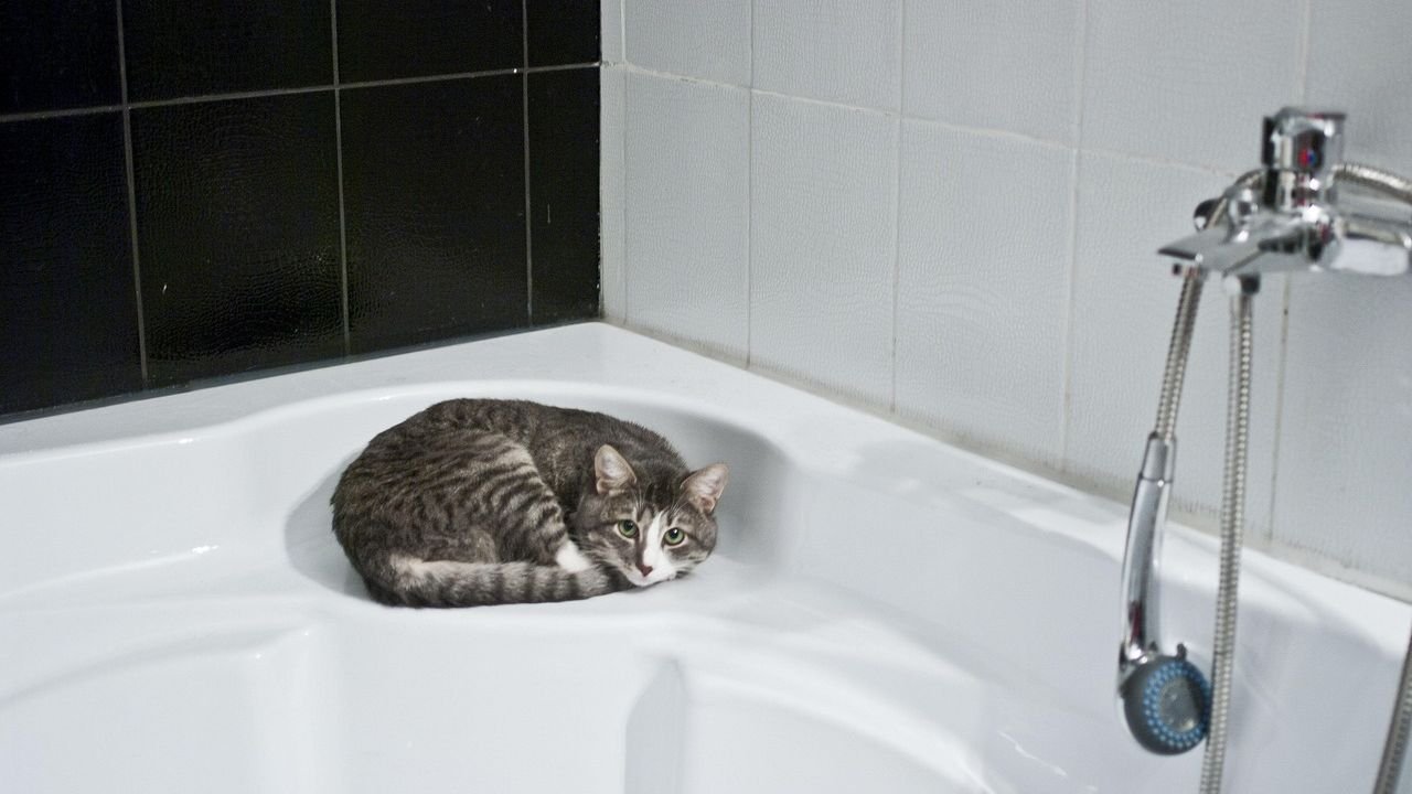 Why Your Cat Demands to Watch You Shower (It's Not What You Think!)