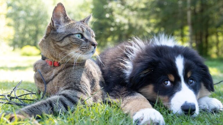 8 Mistakes Dog Owners Make When Trying to Understand Cat Logic