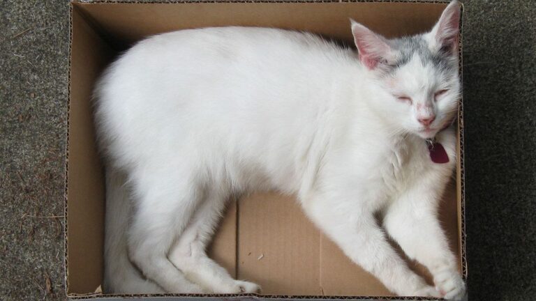 7 Surprising Reasons Your Cat Prefers Cardboard Boxes Over Fancy Beds