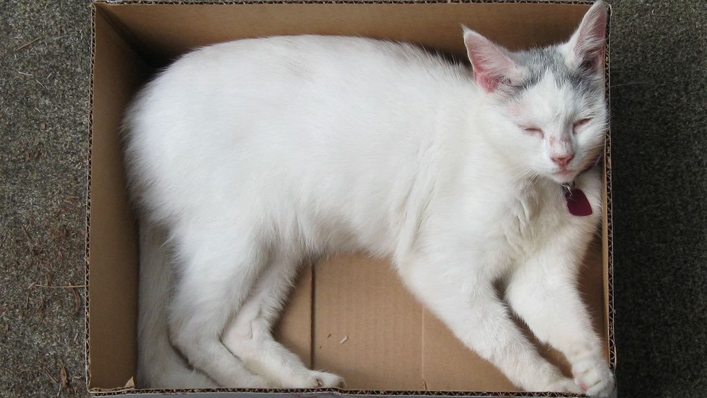 7 Surprising Reasons Your Cat Prefers Cardboard Boxes Over Fancy Beds
