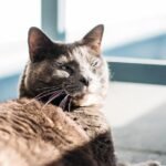Your Cat's Favorite Sunbeam Spot Has More Meaning Than You Realize